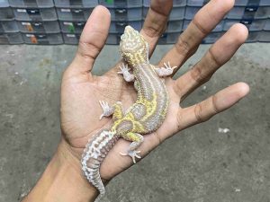 P-294 | ALBINO MACK SNOW RAPTOR BLACK NIGHT - BETINA