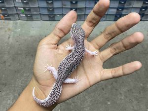 P-296 | PANDA/ PIED BLACK NIGHT HET. TREMPER BLIZZARD - BETINA