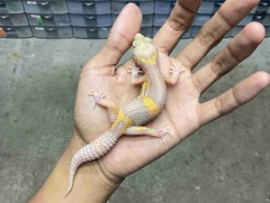 P-297 | ALBINO TREMPER BLACK NIGHT LAVENDER - BETINA