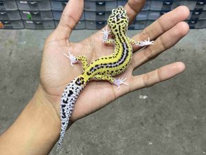 P-299 | MACK SNOW ECLIPSE REVERSE STRIPE HET. TREMPER - BETINA
