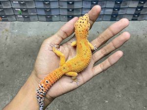 P-301 | EMERINE ORANGE HET. TREMPER - JANTAN