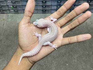 P-302 | ALBINO SUPER SNOW RAPTOR BLACK NIGHT - BETINA