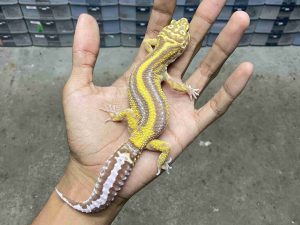 P-303 | ALBINO TREMPER BOLD STRIPE MOTIF TEBAL - BETINA OVUL