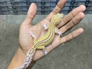 P-304 | ALBINO MACK SNOW RAPTOR BLACK NIGHT REVERSE STRIPE - BETINA