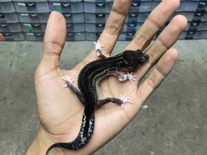 P-307 | MACK SNOW ECLIPSE BLACK NIGHT SOLID POSSIBLE HET. TREMPER - BETINA