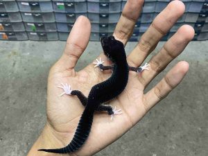 P-308 | PANDA SOLID/ PIED BLACK NIGHT POSSIBLE HET. TREMPER (SNAKE EYE) - BETINA