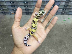B-474 | BOLD BANDED HET. TREMPER - INCUB. BETINA