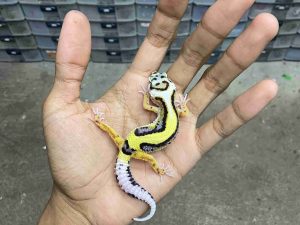 B-475 | BOLD STRIPE BANDIT HET. TREMPER - INCUB. BETINA