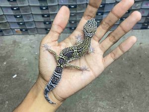 J-371 | MACK SNOW BLACK NIGHT HET. BLIZZARD POSSIBLE HET. DIABLO BLANCO - BETINA