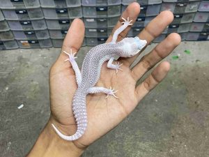 J-372 | SUPER SNOW ECLIPSE BLIZZARD/ PIED BLIZZARD HET. MURPHY - JANTAN