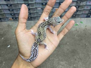 J-373 | MACK SNOW ECLIPSE BLACK NIGHT HET. TREMPER - BETINA