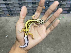 J-374 | BOLD STRIPE HET. TREMPER - BETINA