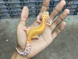 J-376 | APTOR RED STRIPE HET. ECLIPSE - BETINA