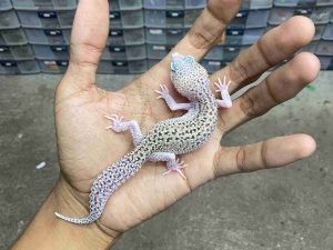 J-377 | MACK SNOW ECLIPSE BLACK NIGHT HET. TREMPER BLIZZARD - BETINA