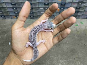 J-379 | PANDA/ PIED BLACK NIGHT POSSIBLE HET. TREMPER - BETINA