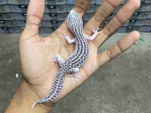 J-380 | SUPER SNOW ECLIPSE BLACK NIGHT/ PIED BLACK NIGHT/ PANDA HET. TREMPER - JANTAN