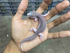 J-381 | SUPER SNOW ECLIPSE BLACK NIGHT/ PIED BLACK NIGHT/ PANDA HET. TREMPER - BETINA