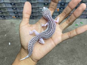 J-382 | SUPER SNOW ECLIPSE BLACK NIGHT HET. TREMPER - JANTAN