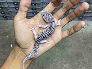 J-383 | SUPER SNOW ECLIPSE BLACK NIGHT/ PIED BLACK NIGHT HET. TREMPER - JANTAN