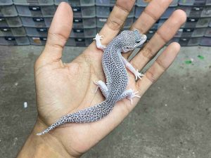 J-384 | SUPER SNOW ECLIPSE BLACK NIGHT/ PIED BLACK NIGHT HET. TREMPER MURPHY - BETINA
