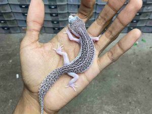 J-385 | SUPER SNOW ECLIPSE BLACK NIGHT/ PIED BLACK NIGHT/ PANDA HET. TREMPER MURPHY - JANTAN