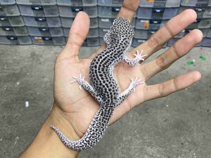 J-386 | SUPER SNOW BLACK NIGHT HET. TREMPER - JANTAN