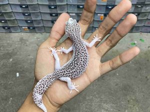 J-387 | SUPER SNOW ECLIPSE BLACK NIGHT/ PIED BLACK NIGHT HET. TREMPER - BETINA