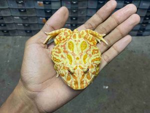 PJ-71 | PACMAN STRAWBERRY- REMAJA BETINA | SIZE 8 CM