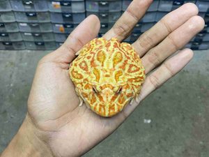 PJ-72 | PACMAN STRAWBERRY - REMAJA POSSIBLE JANTAN | SIZE 8 CM