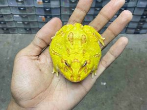 PJ-75 | PACMAN ALBINO - REMAJA JANTAN | SIZE 8 CM