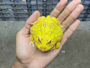 PJ-76 | PACMAN ALBINO - REMAJA BETINA | SIZE 8 CM