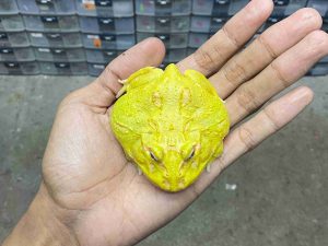 PJ-78 | PACMAN ALBINO 4 SPOT PATTERNLESS - REMAJA BETINA | SIZE 8 CM