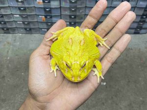 PJ-81 | PACMAN ALBINO 4 SPOT PATTERNLESS – REMAJA BETINA | SIZE 8 CM