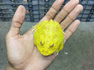 PJ-83 | PACMAN ALBINO 4 SPOT PATTERNLESS – REMAJA BETINA | SIZE 8 CM