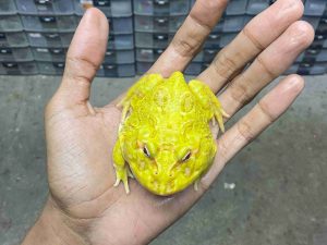 PJ-84 | PACMAN ALBINO – REMAJA BETINA | SIZE 8 CM