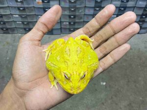PJ-85 | PACMAN ALBINO 4 SPOT PATTERNLESS – REMAJA BETINA | SIZE 8 CM