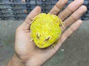 PJ-87 | PACMAN ALBINO 4 SPOT PATTERNLESS – REMAJA BETINA | SIZE 8 CM
