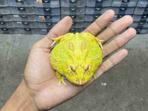 PJ-89 | PACMAN ALBINO 4 SPOT – REMAJA BETINA | SIZE 8 CM