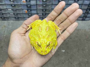 PJ-90 | PACMAN ALBINO 4 SPOT PATTERNLESS – REMAJA BETINA | SIZE 8 CM