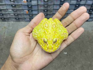 PJ-91 | PACMAN ALBINO – REMAJA BETINA | SIZE 8 CM