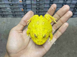 PJ-92 | PACMAN ALBINO EGG YOOLK – REMAJA BETINA | SIZE 8 CM