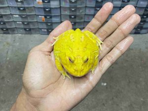 PJ-93 | PACMAN ALBINO EGG YOLK – REMAJA BETINA | SIZE 8 CM