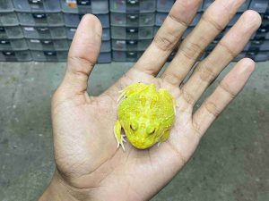 PJ-95 | PACMAN ALBINO EGG YOLK – REMAJA UNSEX | SIZE 5 CM