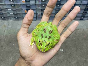 PJ-96 | PACMAN GREEN – REMAJA BETINA | SIZE 8 CM