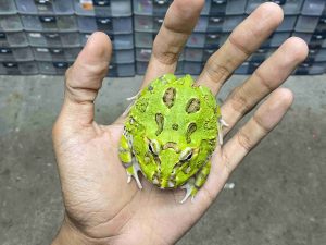 PJ-97 | PACMAN GREEN HALF MUTANT – REMAJA BETINA | SIZE 8 CM