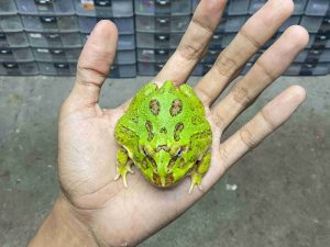 PJ-98 | PACMAN GREEN – REMAJA BETINA | SIZE 8 CM