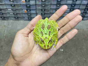 PJ-99 | PACMAN GREEN HALF MUTANT – REMAJA BETINA | SIZE 8 CM