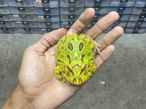 PJ-100 | PACMAN GREEN – REMAJA BETINA | SIZE 8 CM
