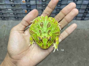 PJ-101 | PACMAN GREEN – REMAJA BETINA | SIZE 8 CM