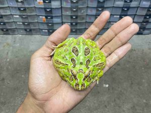 PJ-102 | PACMAN GREEN – REMAJA BETINA | SIZE 8 CM